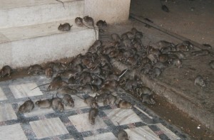 When a property becomes infested with mice, rats and biological material like fecal matter or urine, the situation is suitable for the spread of disease